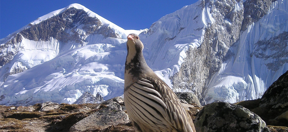 Nepal Himalayas Bird Nepal Himalayas Bird